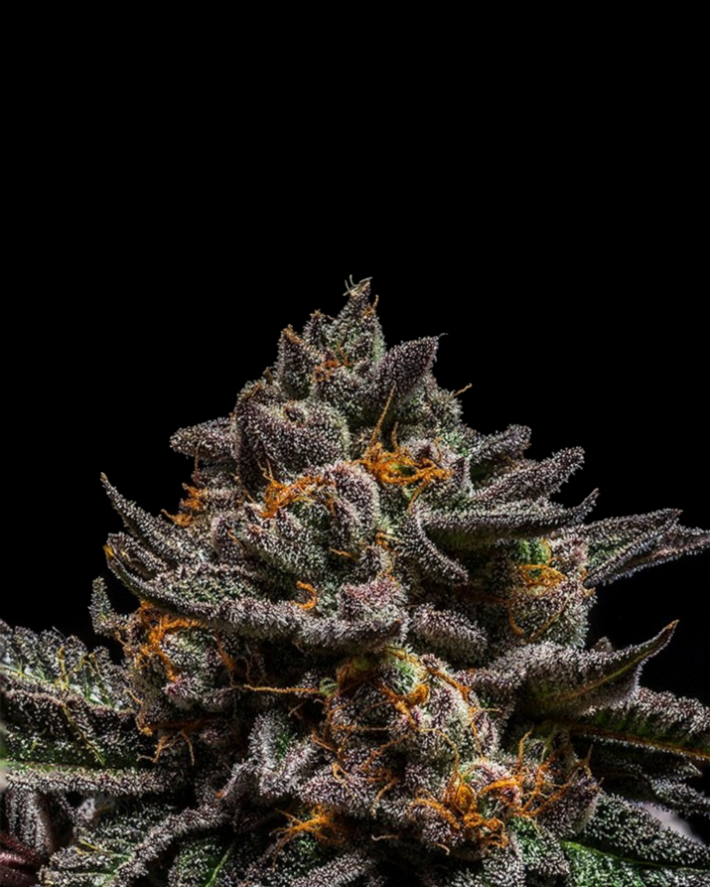 Ripper Seeds - Brain Cake FEMINISIERT