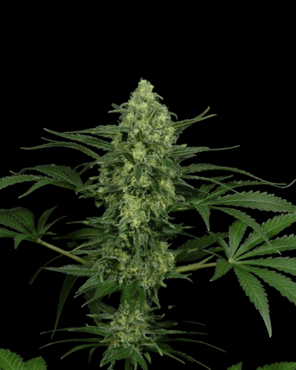 Criminal Plus Blüte mit limettengrüner Farbe