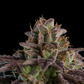 Ripper Seeds - K-Mintz AUTOFLOWER