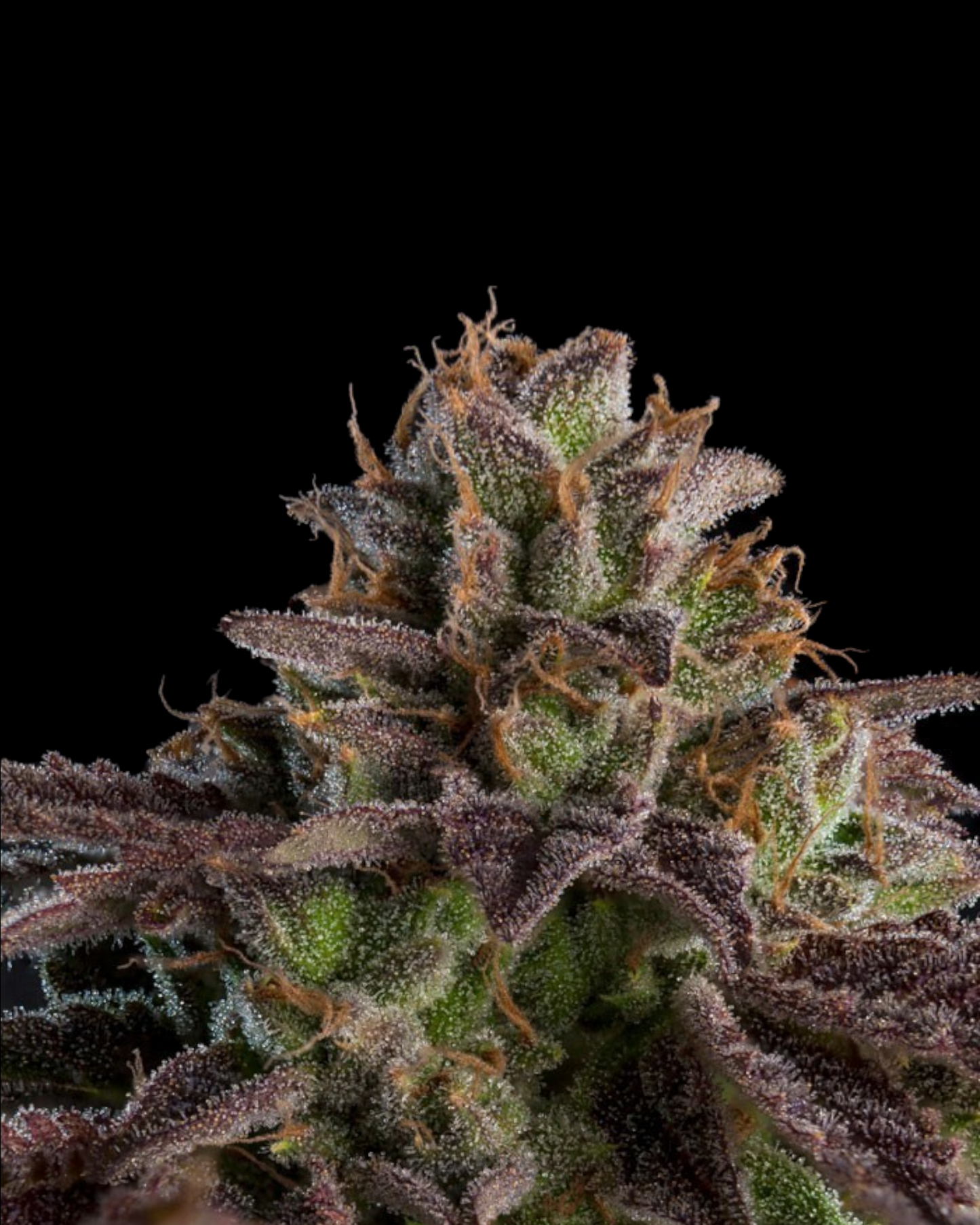 Ripper Seeds - K-Mintz AUTOFLOWER