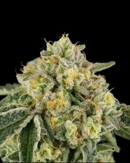 Bowshooter Gunsmoke RS11 Hybrid