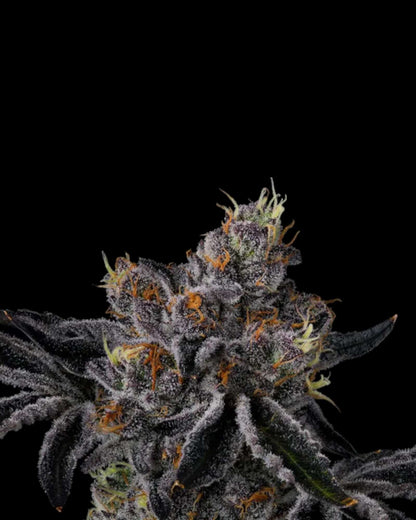 Fiestaz Wizard Trees feminisiert