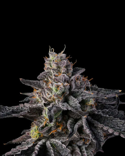 Rainbow Gelato Wizard Trees feminisiert