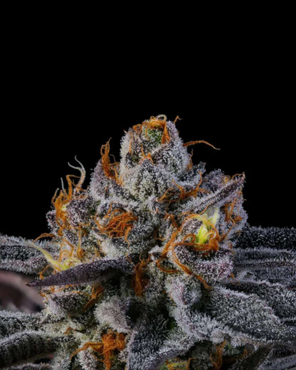 RAINBOW RUNTZ Runtz x RS11 Blüten