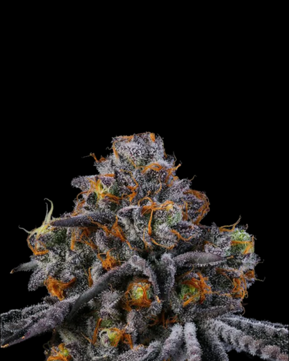 RS 11:11 Wizard Trees Harzreiche Blüten