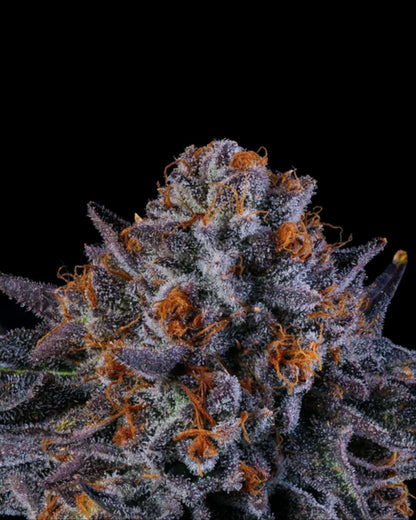 Tea Time Wizard Trees feminisiert