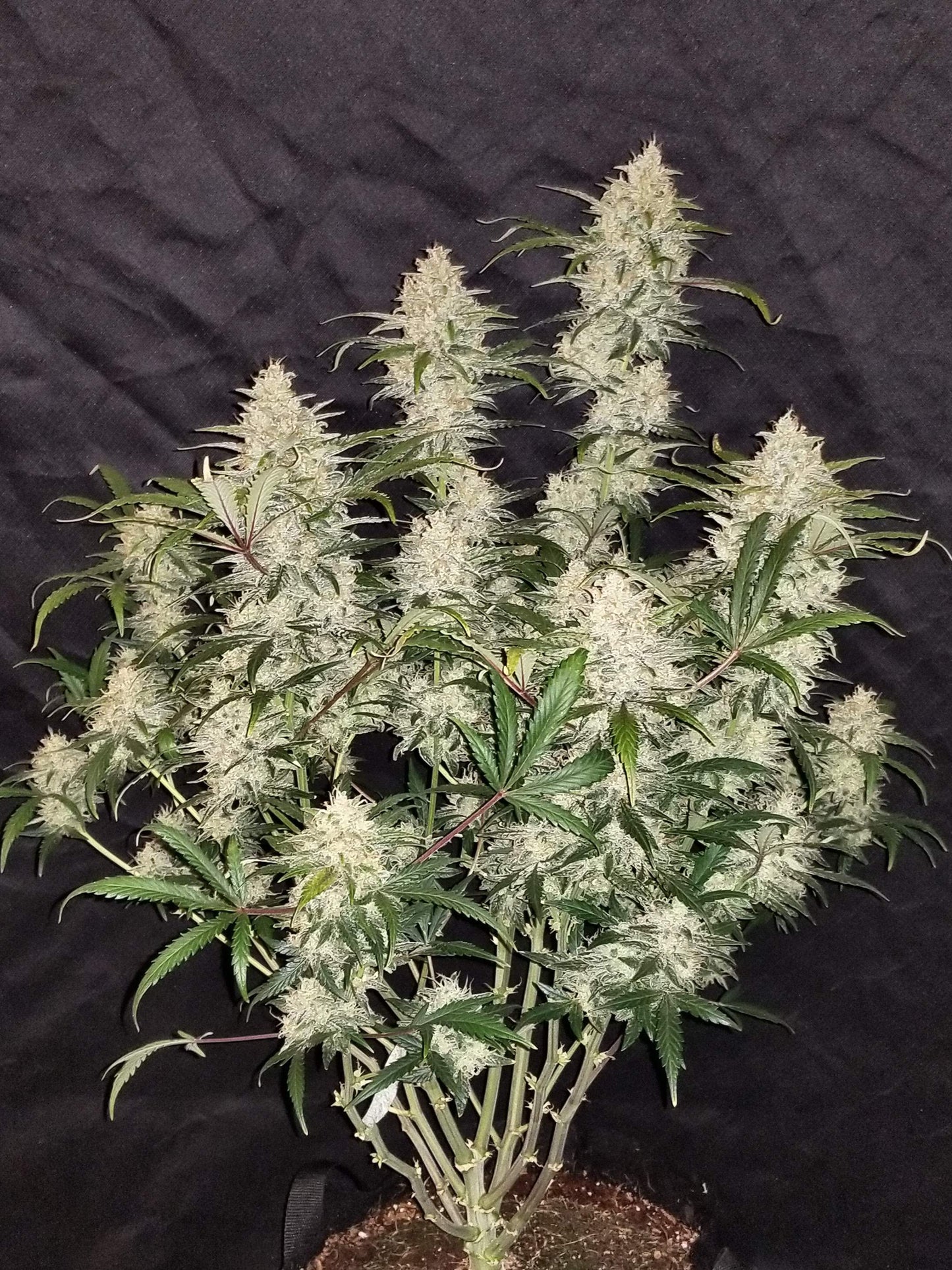 Zkittlez Autoflower – reife Autoflower Pflanze mit kompakten, frostigen Buds