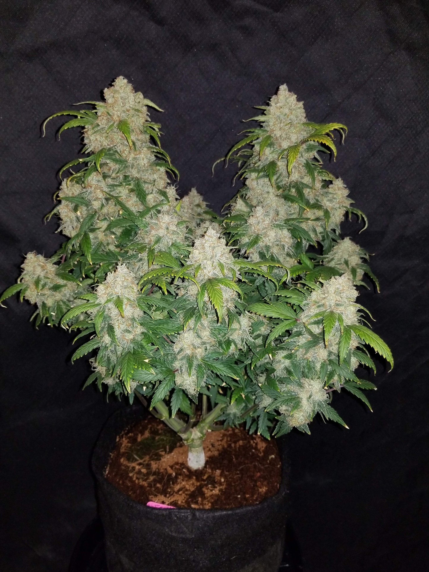 Zkittlez Autoflower – große Hauptblüte mit leuchtend grünen Blättern und Harzkristallen