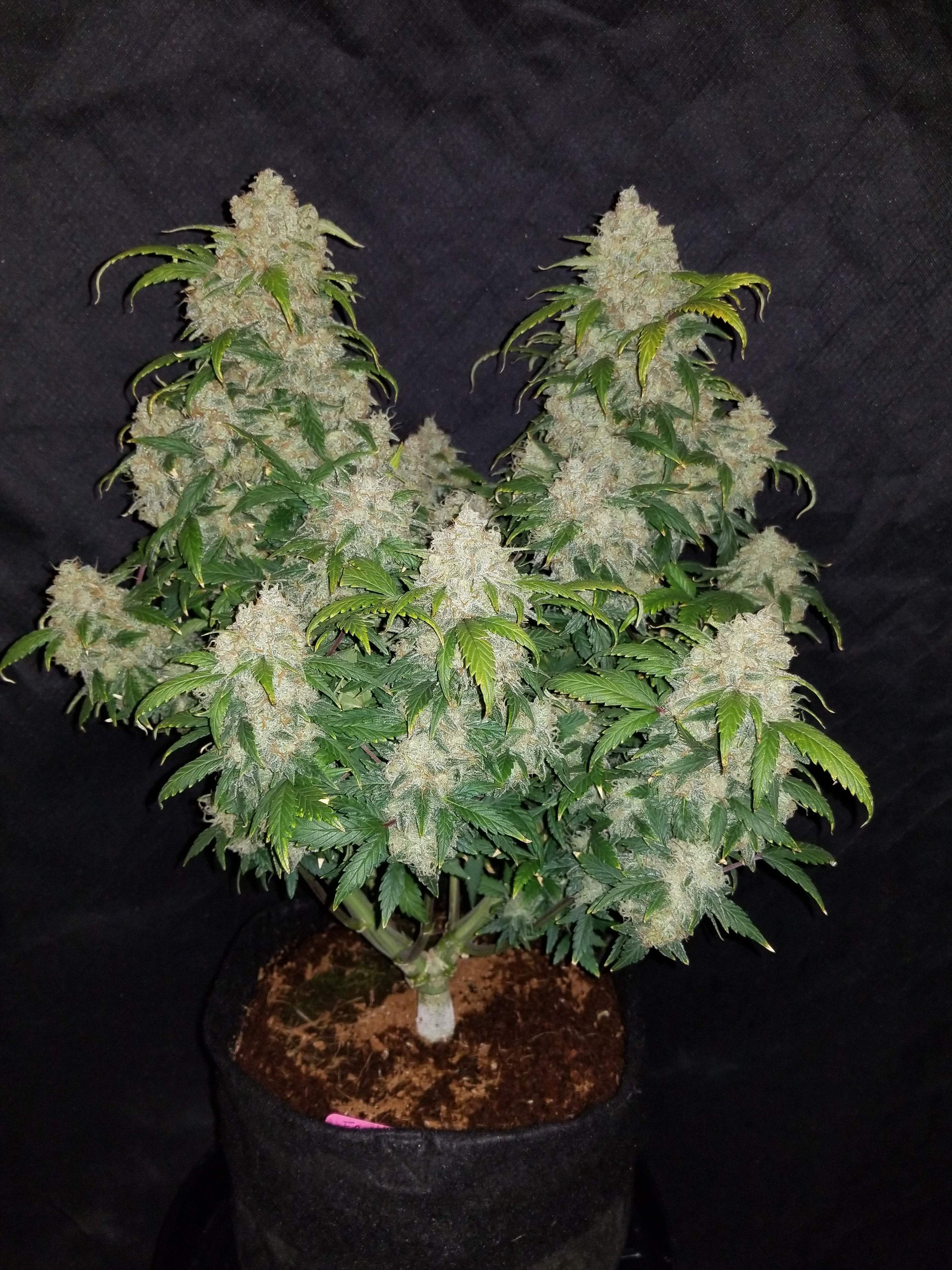 Zkittlez Autoflower – große Hauptblüte mit leuchtend grünen Blättern und Harzkristallen