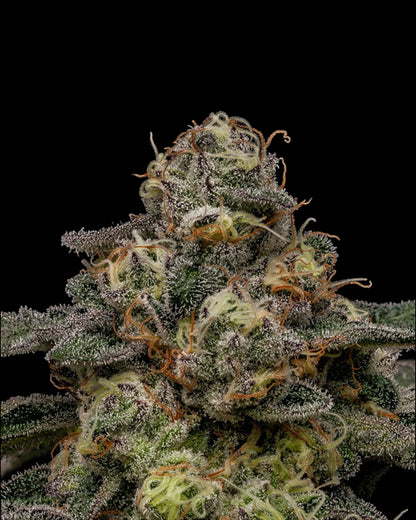 Ripper Seeds Zombie Bride feminisierte Samen Makroaufnahme